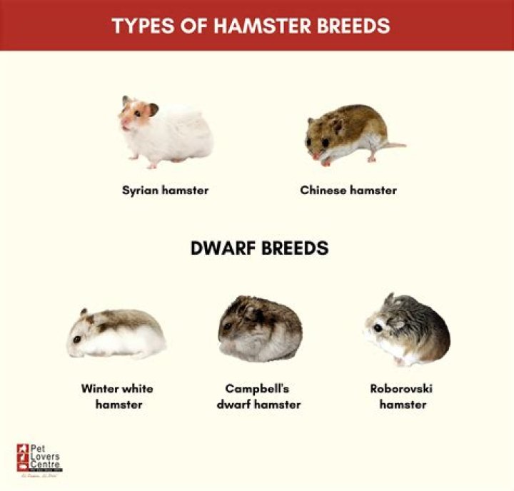 Do dwarf hamsters like tunnels?