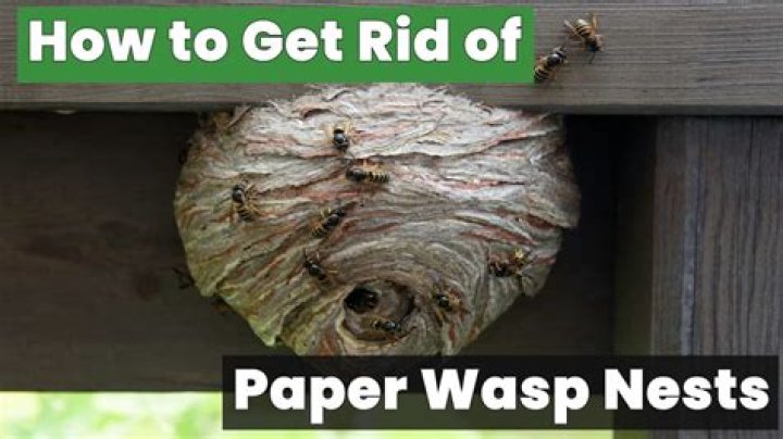 Do fake wasp nests keep bees away?