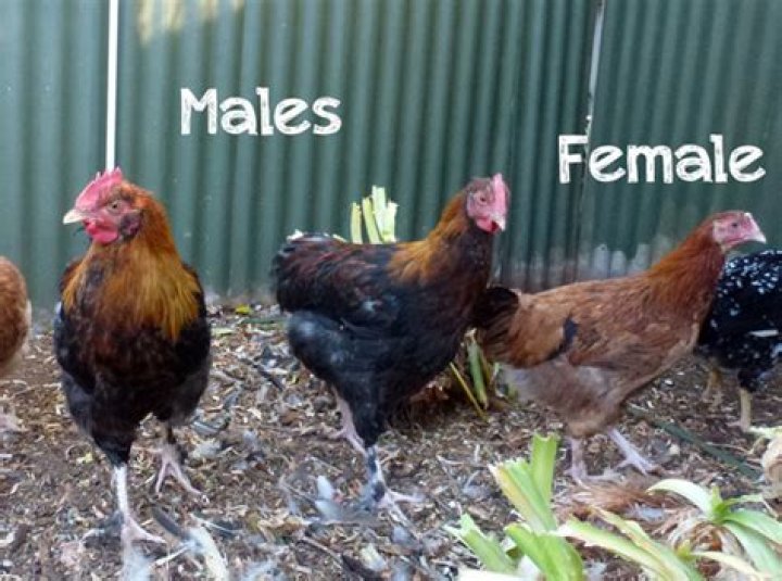 Do female chickens have wattles?