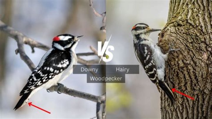 Do female downy woodpeckers have red?