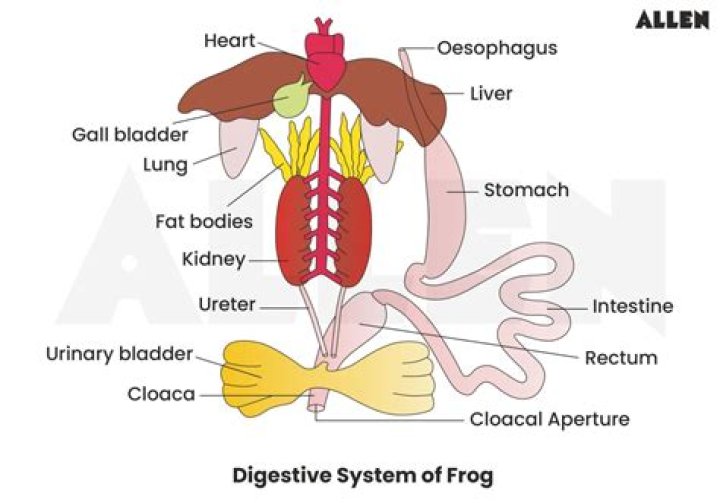 Do frogs have a pancreas?
