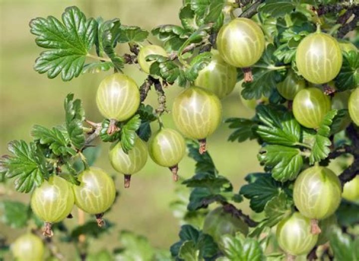 Do gooseberries grow in Australia?