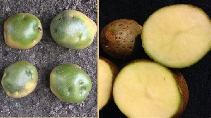 Do green potatoes make you sick?