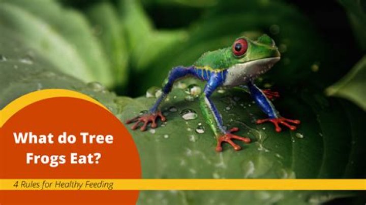 Do green tree pythons eat frogs?