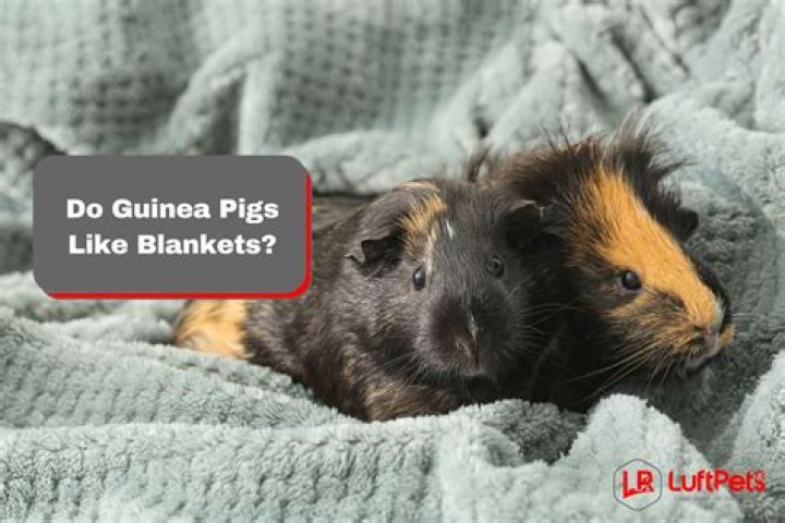 Do guinea pigs like blankets?