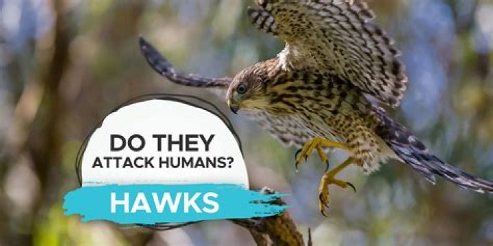 Do Hawks attack humans?