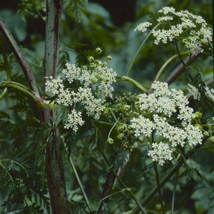 Do hemlock trees lose their needles?