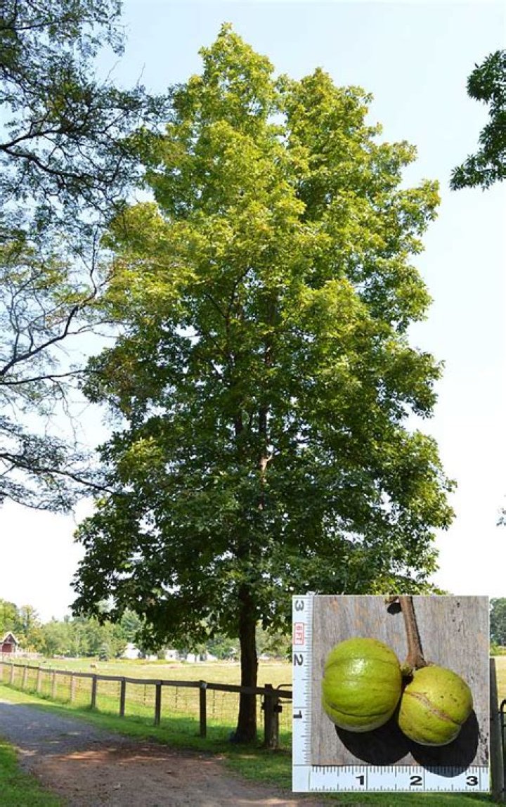 Do hickory trees grow in Ontario?