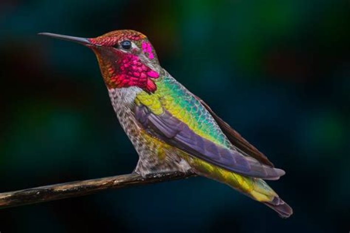 Do hummingbirds change colors?