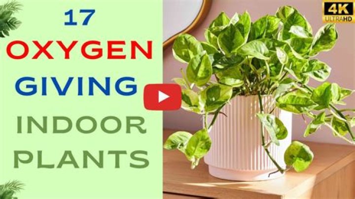 Do indoor plants provide oxygen?