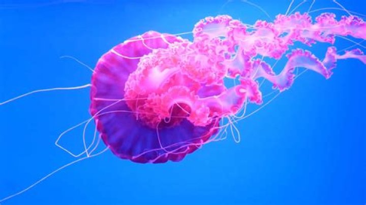 Do jellyfish eat algae? | ContextResponse.com
