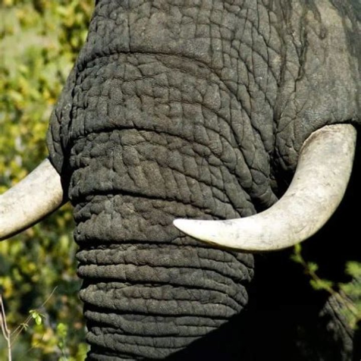Do juvenile elephants have tusks?