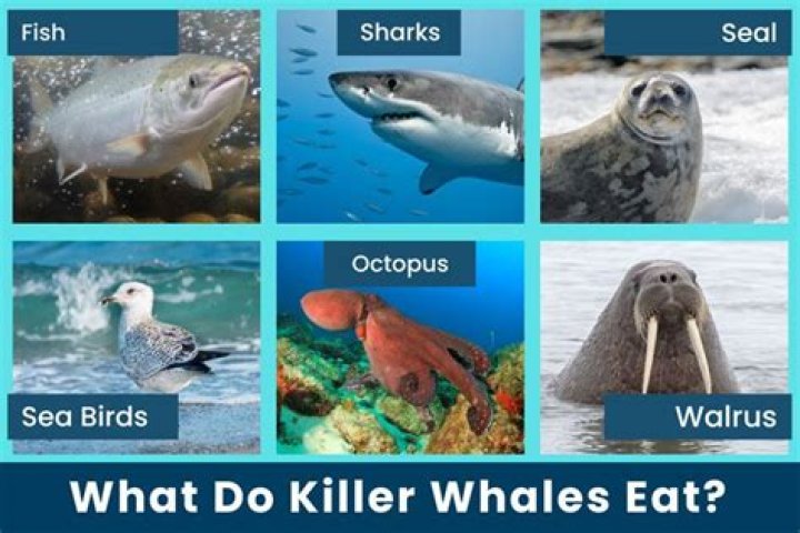 Do killer whales eat octopus?