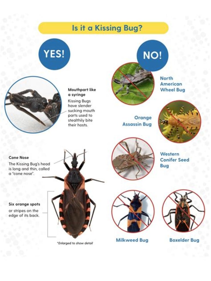 Do kissing bugs live in Massachusetts?