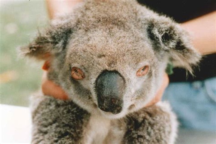 Do koalas have predators?
