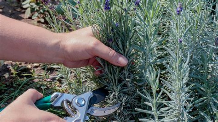 Do lavender plants need feeding?