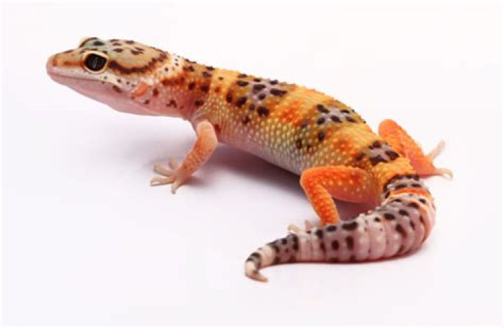 Do leopard geckos change colors?