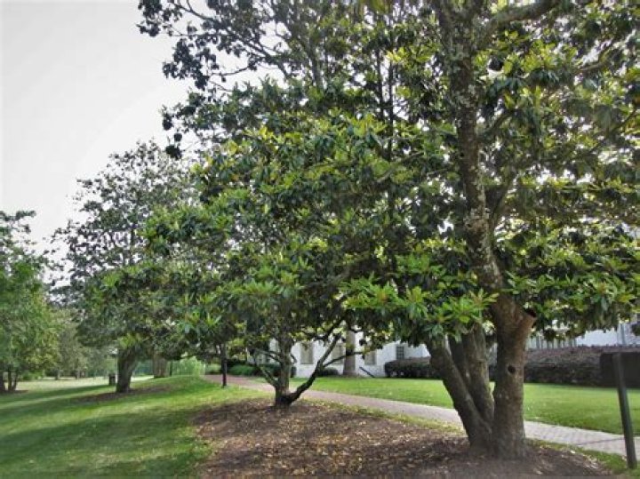Do magnolia trees stink? | ContextResponse.com