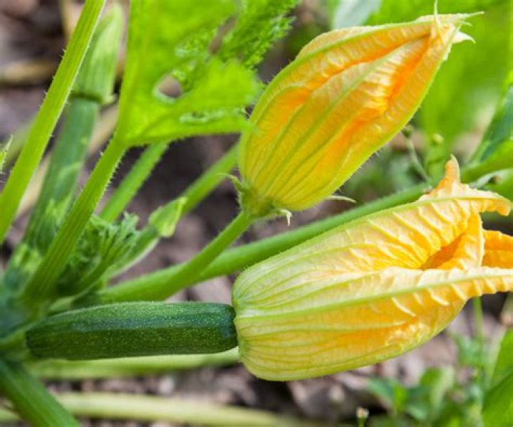 Do male zucchini flowers produce fruit?