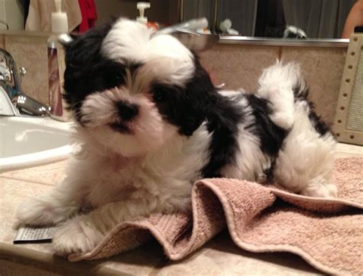 Do Malshi dogs shed?