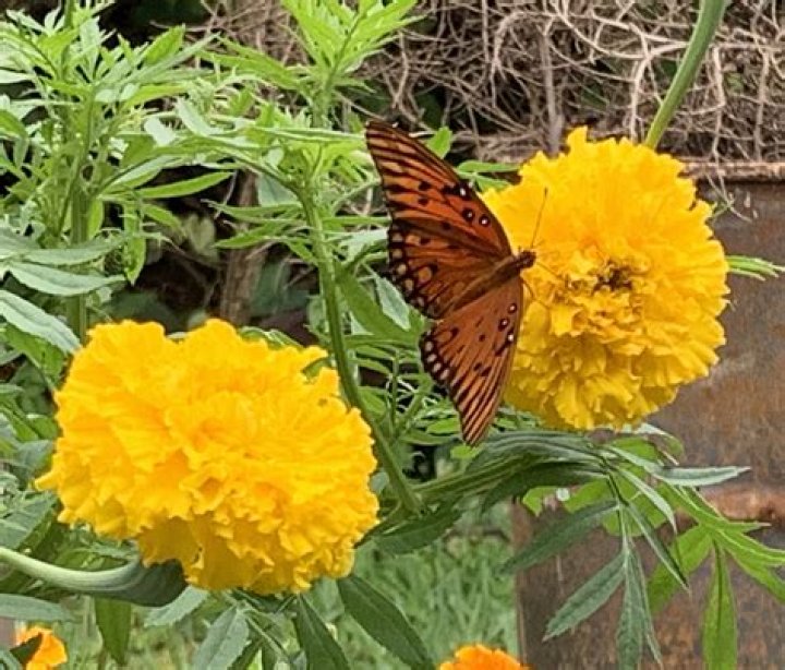 Do marigolds repel nematodes? | ContextResponse.com