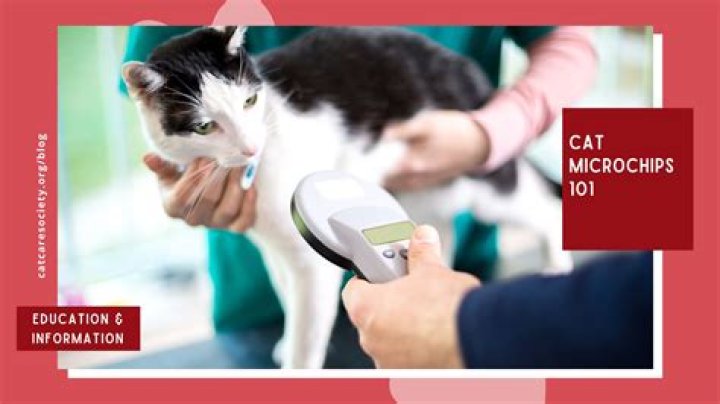 Do microchips hurt cats? | ContextResponse.com