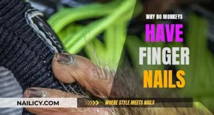 Do monkeys have fingernails?