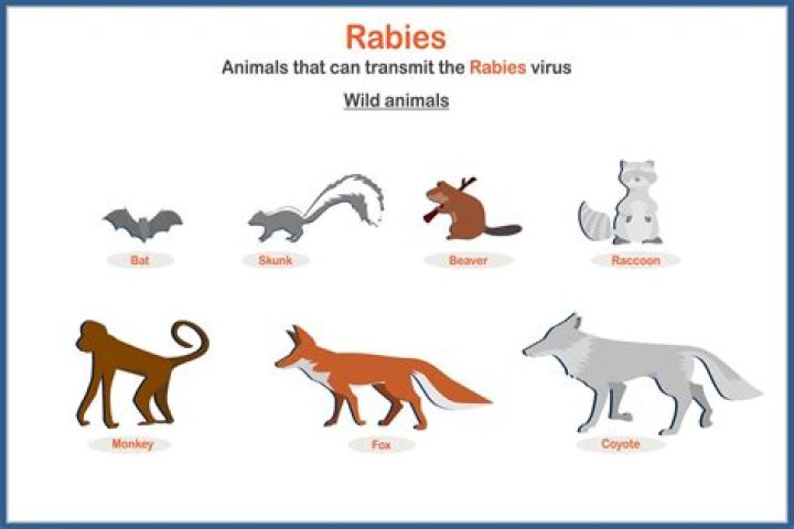 Do mountain lions eat skunks?