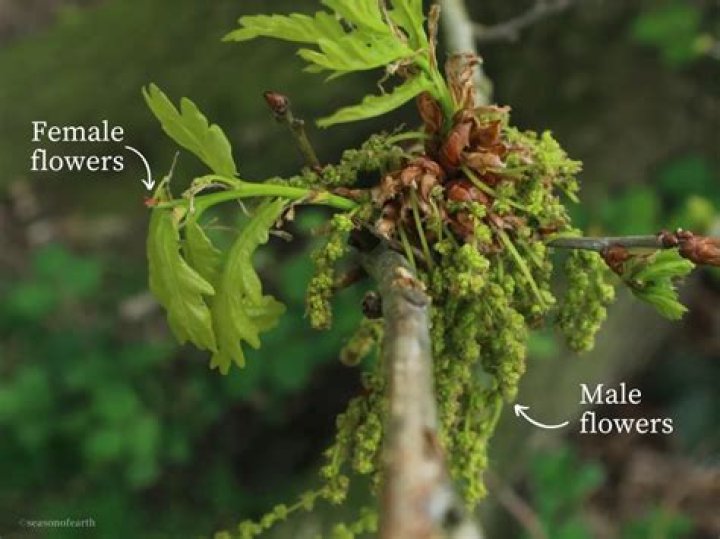 Do oak trees have flowers?