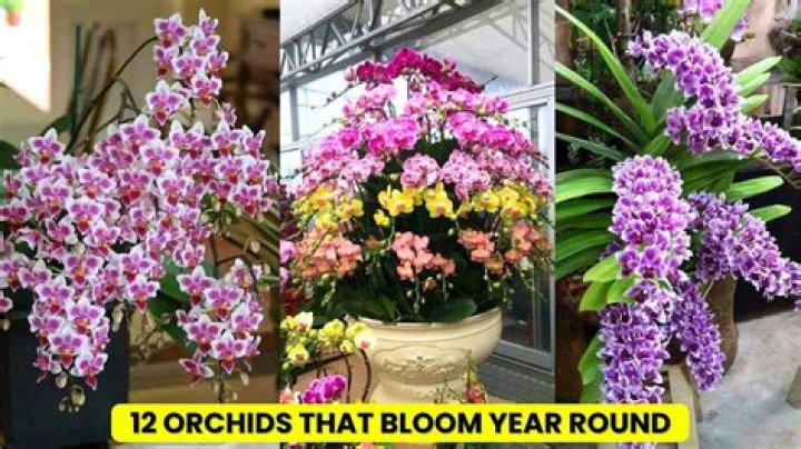 Do orchids bloom all year long?