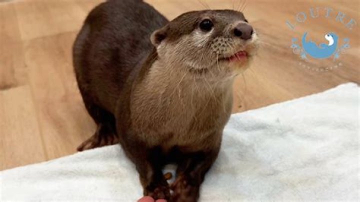 Do otters have an odor?