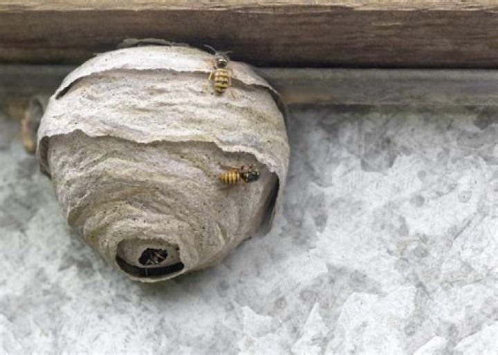 Do paper wasps reuse their nests?