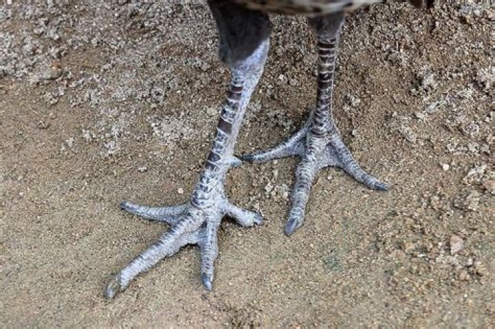 Do peacocks have Spurs?