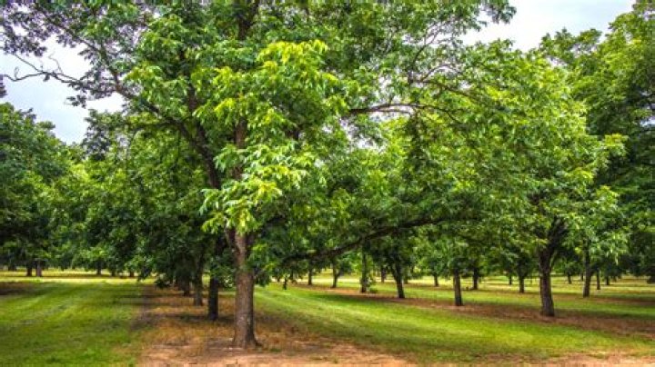 Do pecan trees grow in Europe?