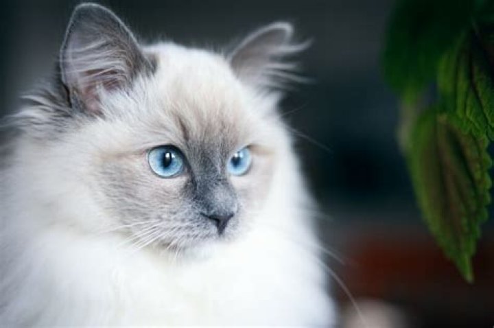 Do Persian cats have blue eyes?