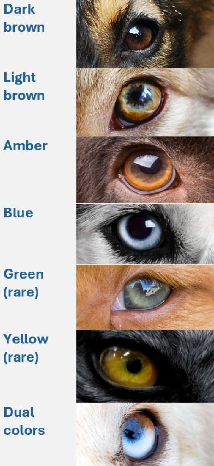 Do pitbull puppies eyes change color?