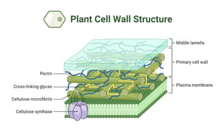 Do plants have more than one cell?