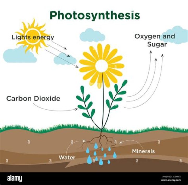 Do plants take in oxygen for respiration all the time?