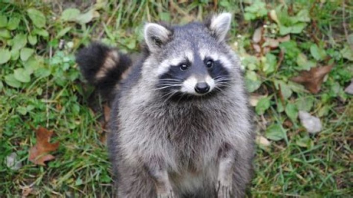 Do raccoons make good house pets?