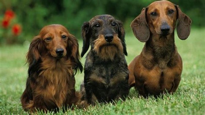 Do short haired dachshunds shed a lot?