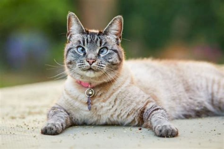 Do Siamese cats see cross eyed?