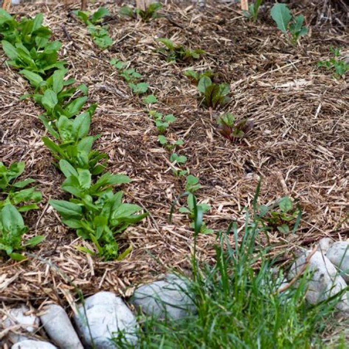Do slugs live in mulch?