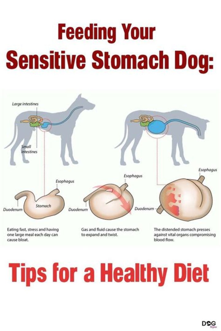 Do small dogs have sensitive stomachs?
