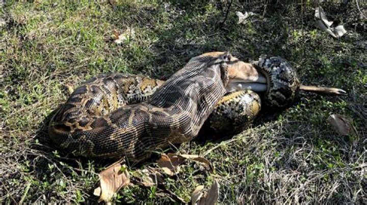 Do snakes swallow prey alive?