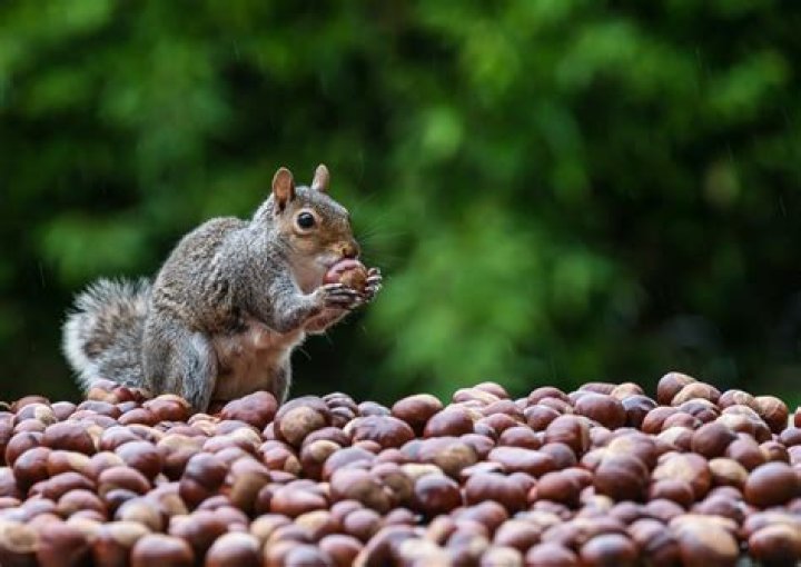 Do squirrels eat pomegranates? | ContextResponse.com