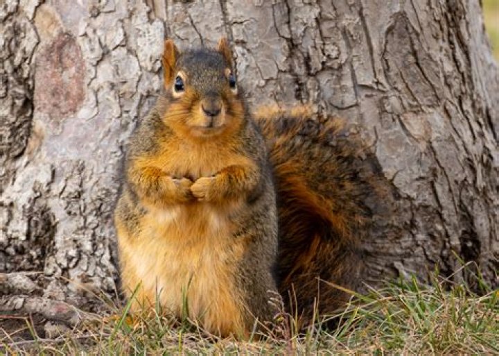 Do squirrels in the UK have rabies?