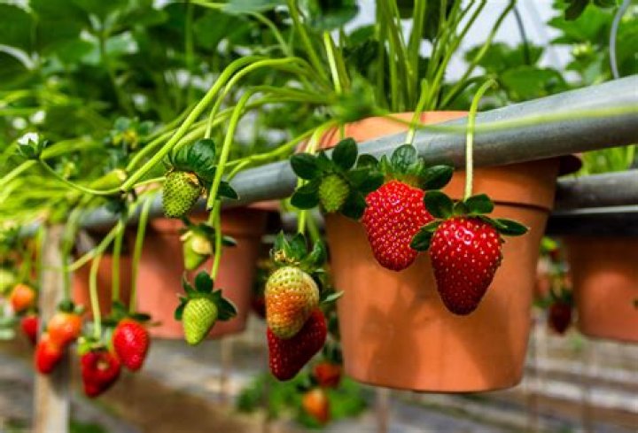 Do strawberries have a core?