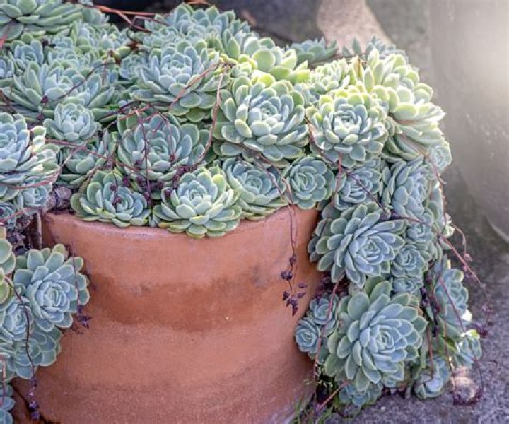 Do succulents grow in Florida?
