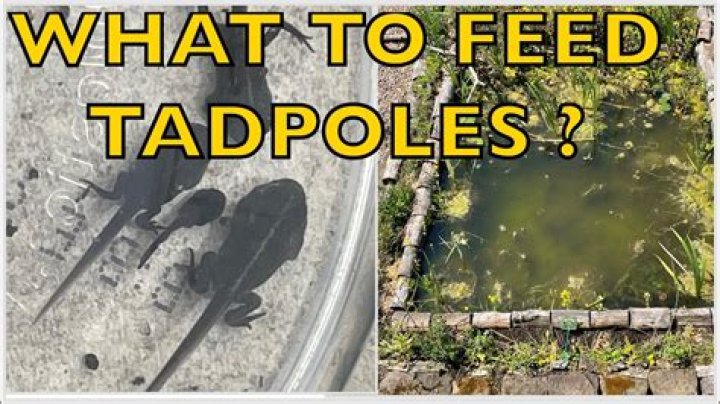Do tadpoles need a filter?