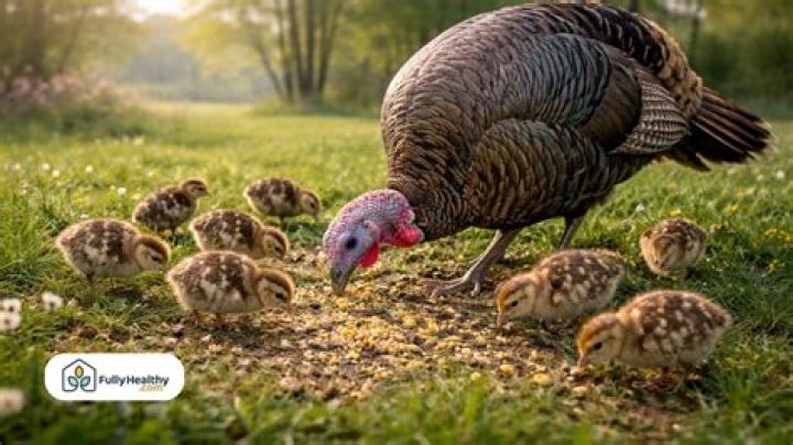 Do turkeys eat grass seed?